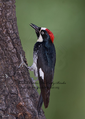 Melanerpes formicivorus  ACORN WOODPECKER 7007877-1
