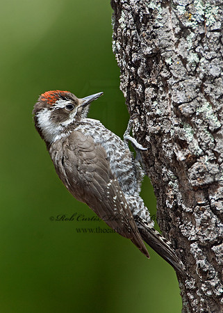 Picoides stricklandi  ARIZONA WOODPECKE 7007624