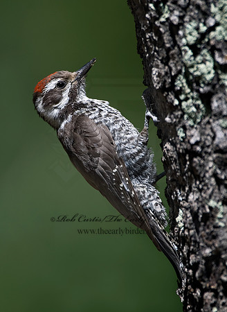 Picoides stricklandi  ARIZONA WOODPECKE 7007620