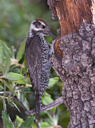 Picoides stricklandi  ARIZONA WOODPECKE 7007465