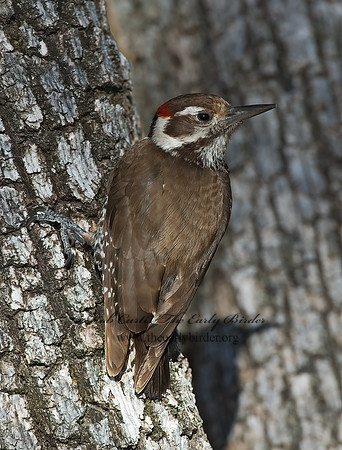 Picoides stricklandi  ARIZONA WOODPECKE 7007430+