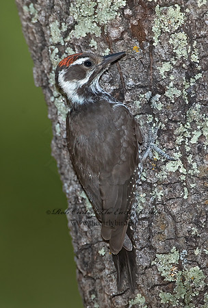 Picoides stricklandi  ARIZONA WOODPECKE 7007467-1+