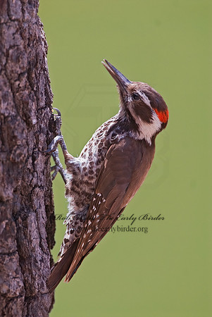 Picoides stricklandi  ARIZONA WOODPECKE 7007884+