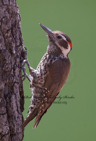 Picoides stricklandi  ARIZONA WOODPECKE 7007885-1+
