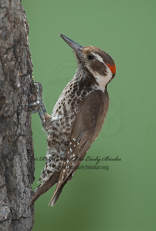 Picoides stricklandi  ARIZONA WOODPECKE 7007887-1+
