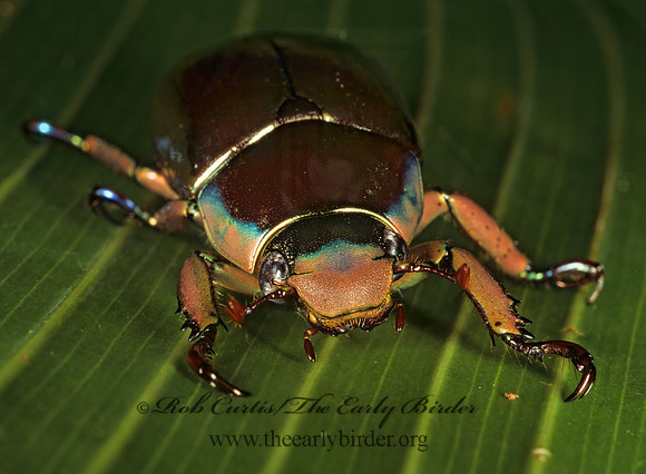 Chrysina chrysargyra 202137z