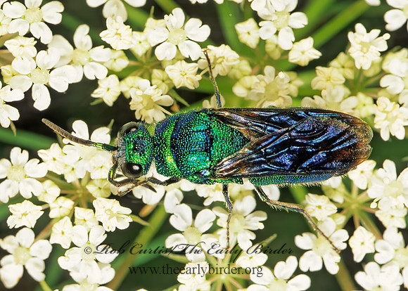 Chrysis angolensis 179429z