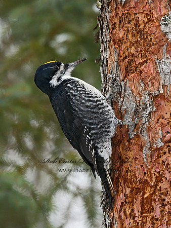 Picoides arcticus  BLACK-BACKED WOODPECKER 3017311+
