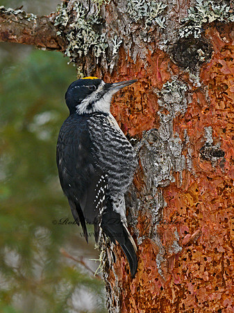 Picoides arcticus  BLACK-BACKED WOODPECKER 3017307