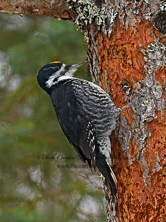 Picoides arcticus  BLACK-BACKED WOODPECKER 3017303
