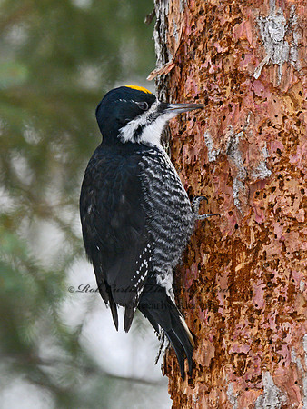 Picoides arcticus  BLACK-BACKED WOODPECKER 3017320