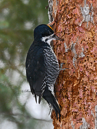 Picoides arcticus  BLACK-BACKED WOODPECKER 3017318