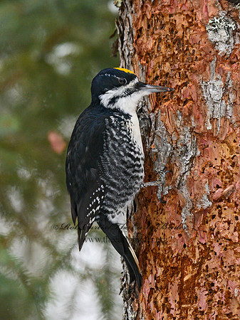 Picoides arcticus  BLACK-BACKED WOODPECKER 3017312