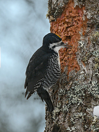 Picoides arcticus  BLACK-BACKED WOODPECKER 3017362
