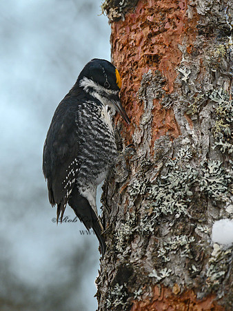 Picoides arcticus  BLACK-BACKED WOODPECKER 3017355