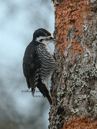 Picoides arcticus  BLACK-BACKED WOODPECKER 3017354