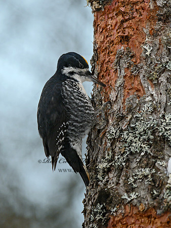 Picoides arcticus  BLACK-BACKED WOODPECKER 3017353