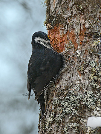 Picoides arcticus  BLACK-BACKED WOODPECKER 3017345