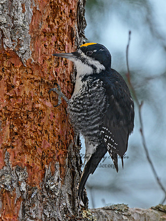 Picoides arcticus  BLACK-BACKED WOODPECKER 3017287