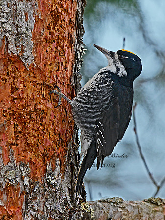 Picoides arcticus  BLACK-BACKED WOODPECKER 3017286