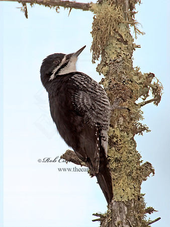 Picoides arcticus  BLACK-BACKED WOODPECKER 9009035+