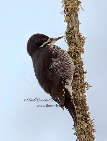Picoides arcticus  BLACK-BACKED WOODPECKER 9009039+