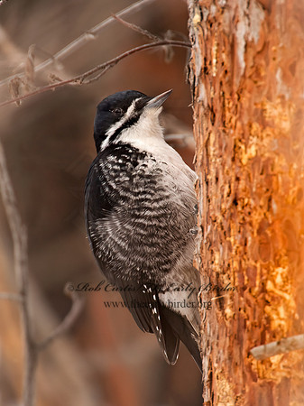 Picoides arcticus  BLACK-BACKED WOODPECKER 9008993+