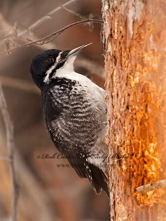 Picoides arcticus  BLACK-BACKED WOODPECKER 9008991+