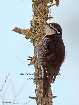 Picoides arcticus  BLACK-BACKED WOODPECKER 9009031+