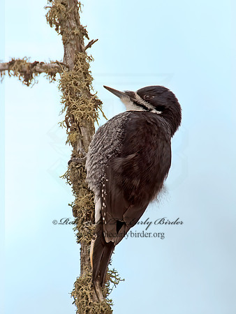 Picoides arcticus  BLACK-BACKED WOODPECKER 9009040+