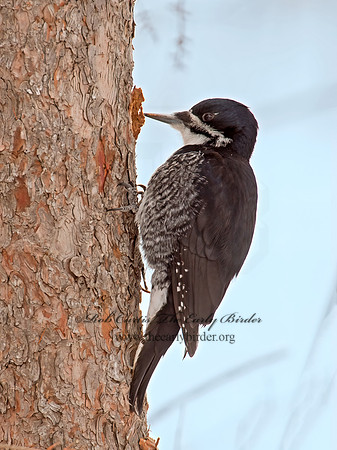 Picoides arcticus  BLACK-BACKED WOODPECKER 9009008+