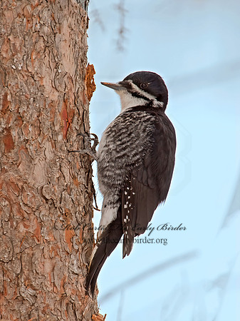 Picoides arcticus  BLACK-BACKED WOODPECKER 9009010+