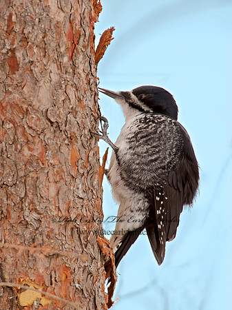 Picoides arcticus  BLACK-BACKED WOODPECKER 9009014+
