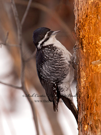 Picoides arcticus  BLACK-BACKED WOODPECKER 9008997