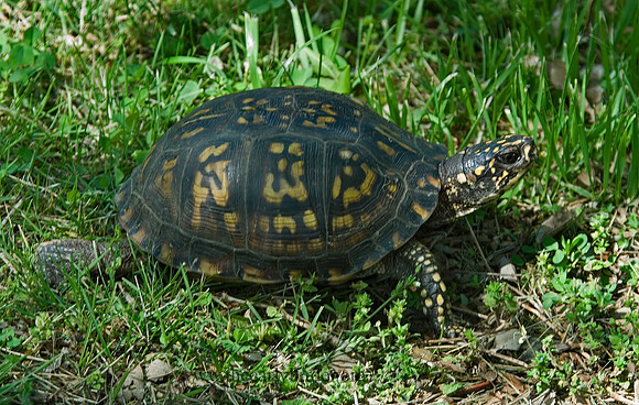 Terrapene carolina carolina  EASTERN BOX TURTLE 6003730z