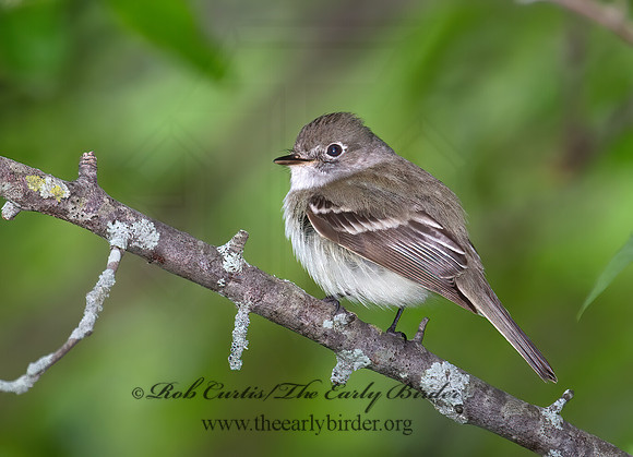 Empidonax minimus  LEAST FLYCATCHER 9023001z