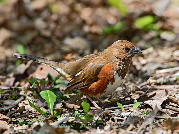 Pipilo erythrophthalmus  EASTERN TOWHEE 9030065z