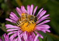 Apis mellifera WESTERN HONEYBEE 5016132z