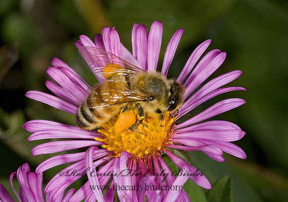 Apis mellifera  WESTERN HONEYBEE 5016132z