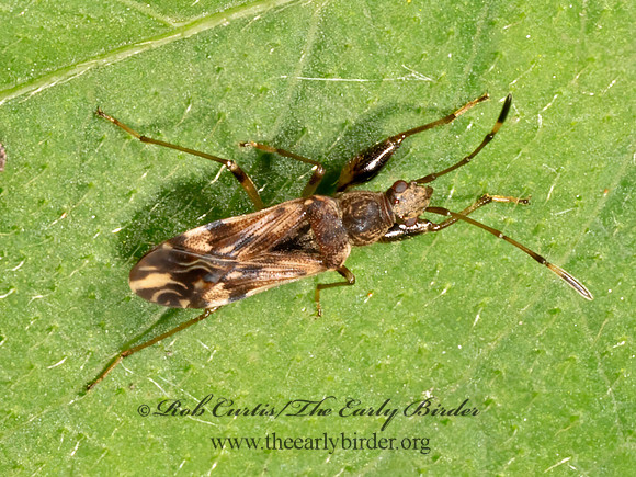 Neopamera albocincta  DIRT-COLORED SEED BUG 9069138z