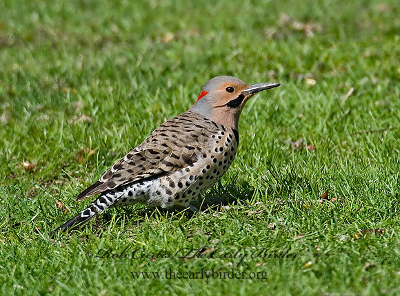 Colaptes auatus  YELLOW-SHAFTED FLICKER 7001814