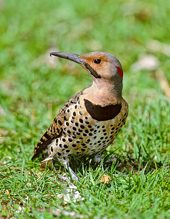 Colaptes auatus  YELLOW-SHAFTED FLICKER 1281423