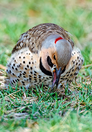 Colaptes auatus  YELLOW-SHAFTED FLICKER 297121+,"1"