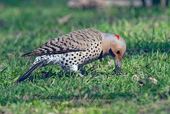 Colaptes auatus  YELLOW-SHAFTED FLICKER 3001709+