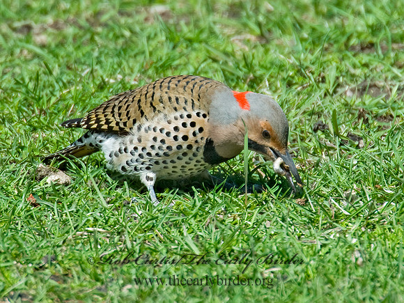 Colaptes auatus  YELLOW-SHAFTED FLICKER 7001776+