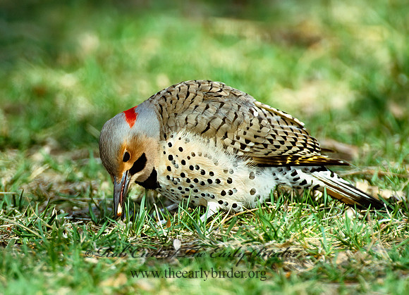 Colaptes auatus  YELLOW-SHAFTED FLICKER 297024+