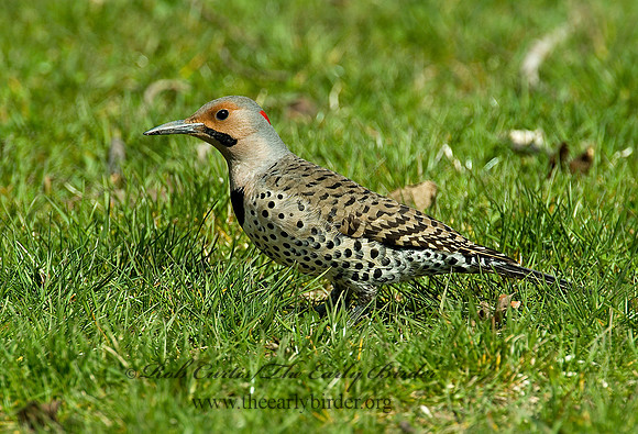 Colaptes auatus  YELLOW-SHAFTED FLICKER 3000636