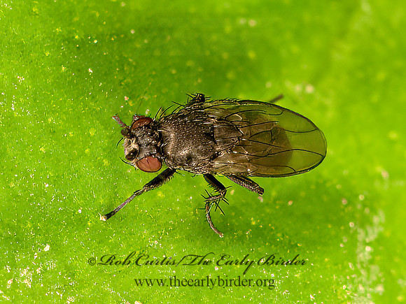 Limosininae  LESSER DUNG FLY 9069042z