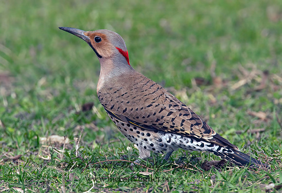 Colaptes auatus  YELLOW-SHAFTED FLICKER 3001638+