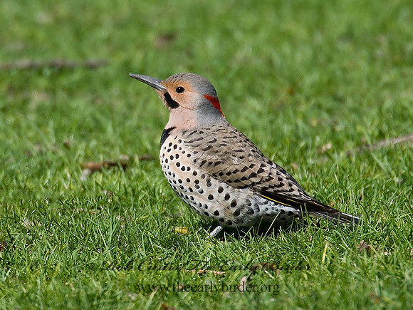 Colaptes auatus  YELLOW-SHAFTED FLICKER 7001813